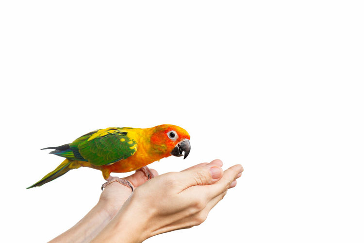 Cropped image of hand feeding bird against white background