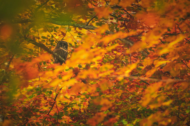 High angle view of tree