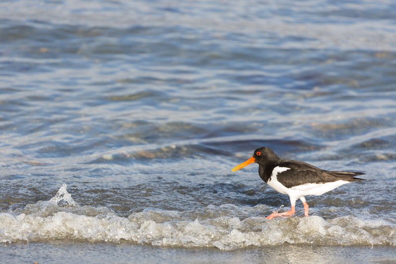 Side view of oystercatcher on shore