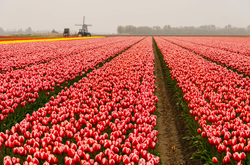 View of red tulips in field