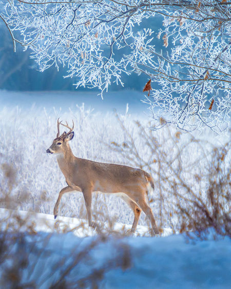 View of deer on snow covered field