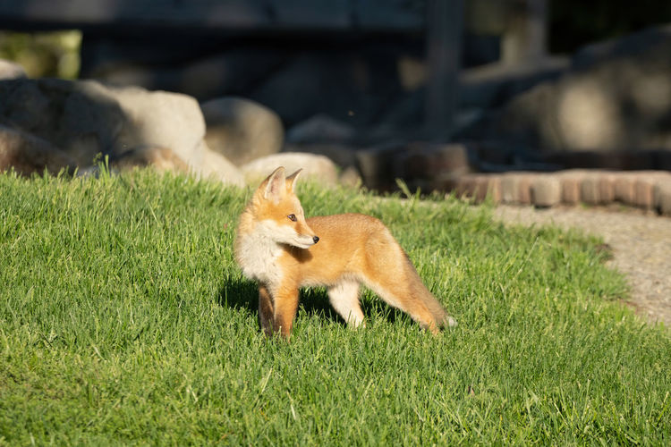 Side view of a red fox kit standing in grass and has spotted something