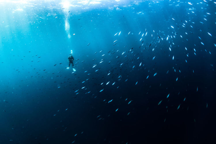 Low angle view of person scuba diving in sea