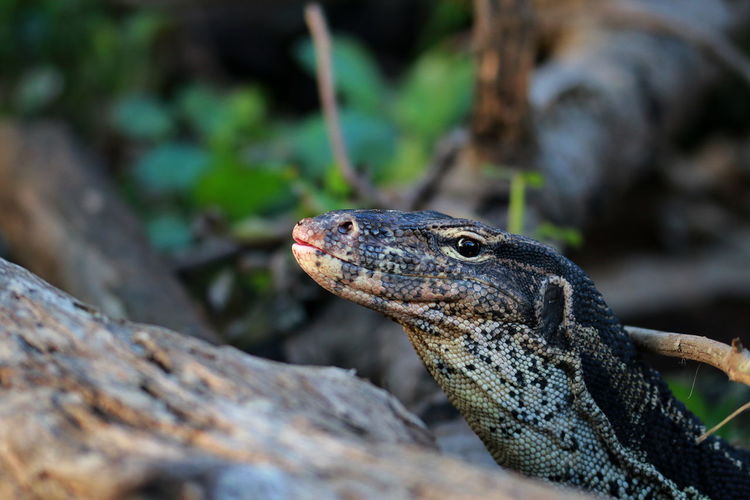 Close-up of monitor lizard on rock