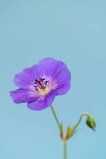 Close-up of purple flower against blue background