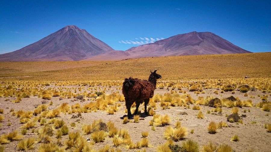 Goat on rural landscape