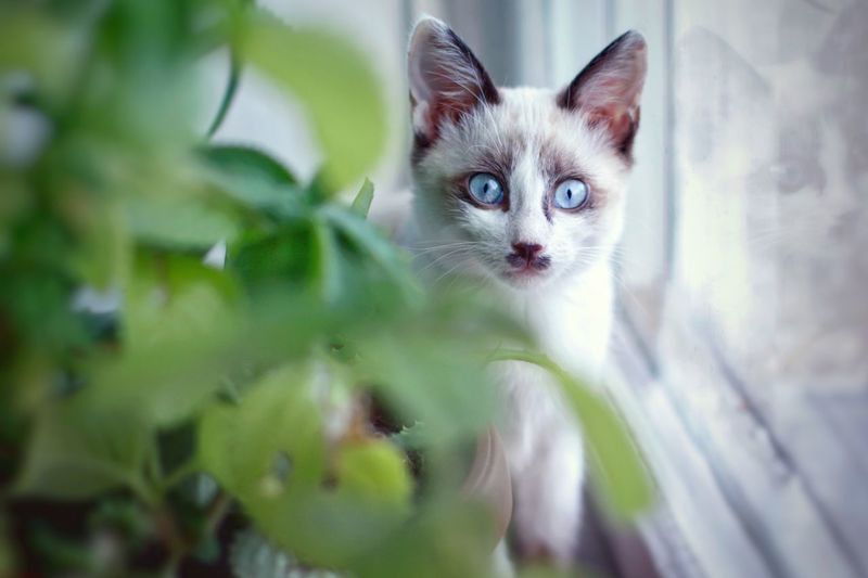 Portrait of kitten
