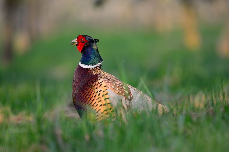 Portrait of a cock pheasant in a meadow 