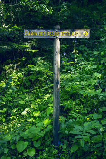 Low angle view of information sign in forest