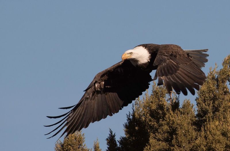Low angle view of bald eagle flying against clear sky
