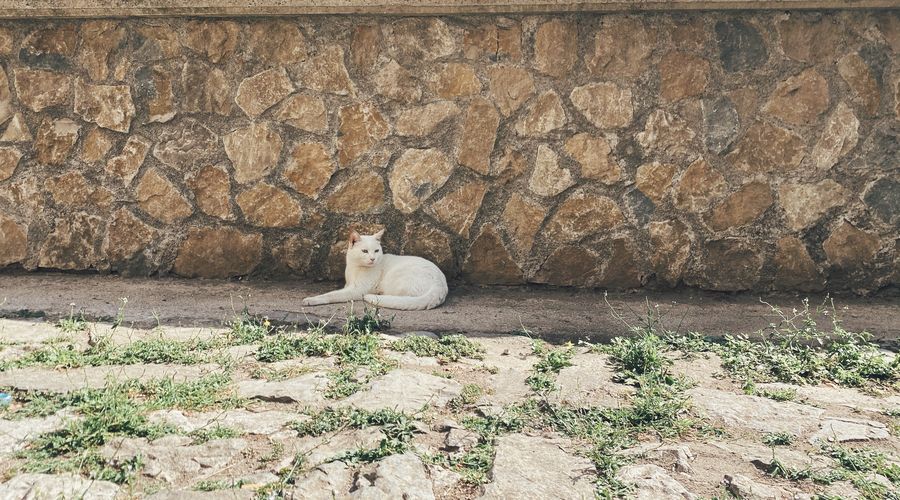 Cat sitting on wall