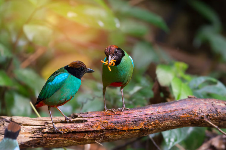 Close-up of hooded pitta birds perching on branch