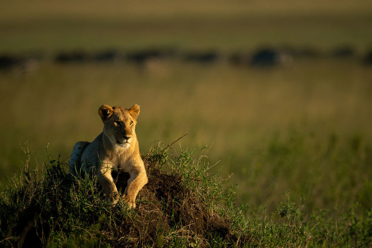 Lioness with catchlight lies on termite mound