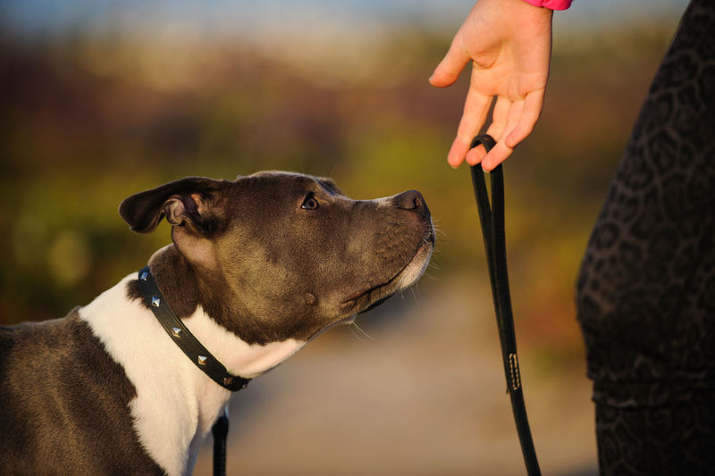 Cropped image of woman holding pet leash of american pit bull terrier