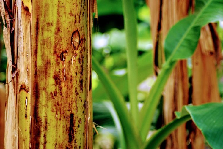 Close-up of bamboo tree trunk