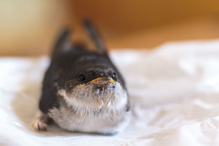 Baby swallow bird