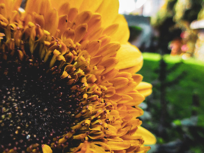 Close-up of yellow flower against blurred background
