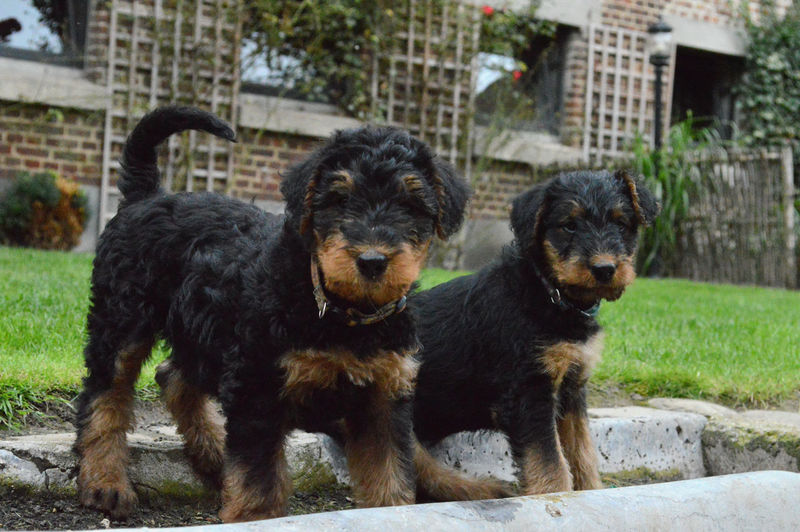 Airedale terrier puppies on grassy field