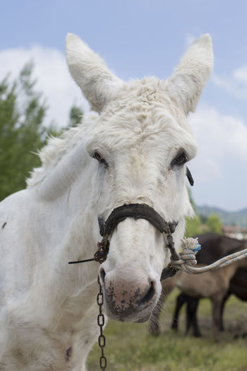Portrait of a white donkey