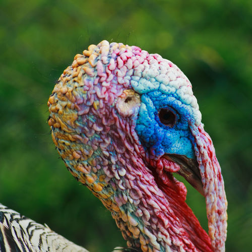 Close-up of a turkey 