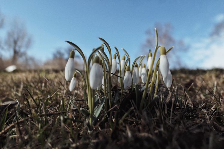 Close-up of crocus on field against sky