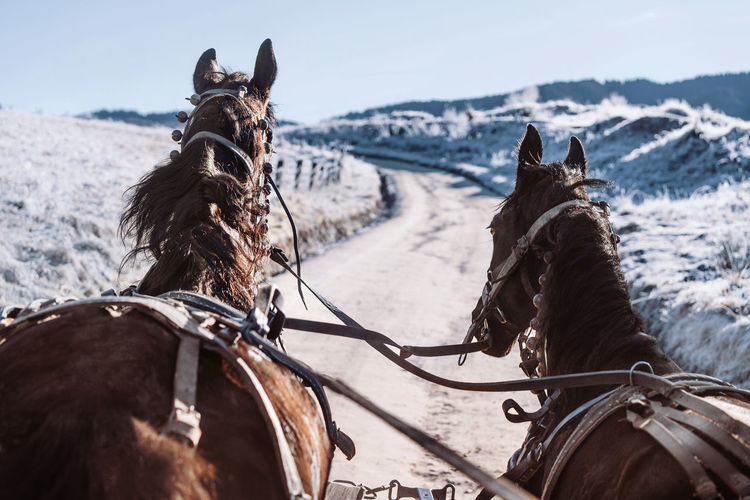 View of horses on country road in winter