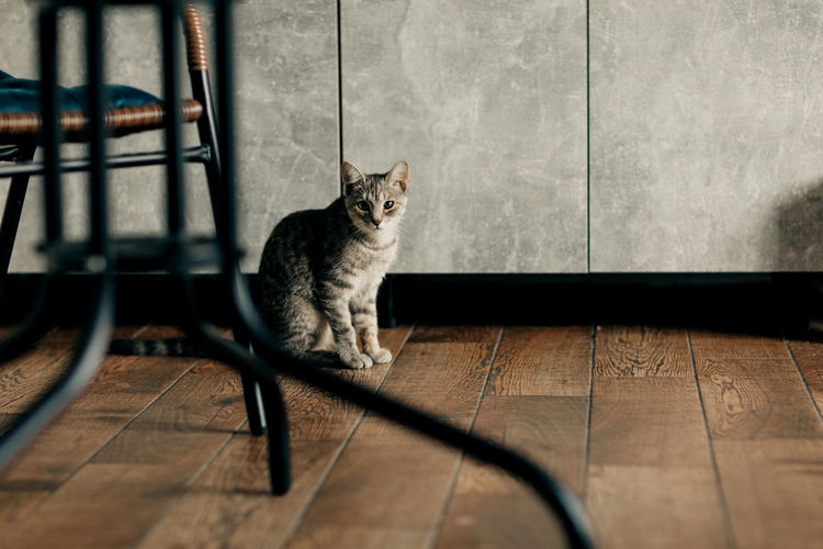 Beautiful domestic cat in the kitchen under the table