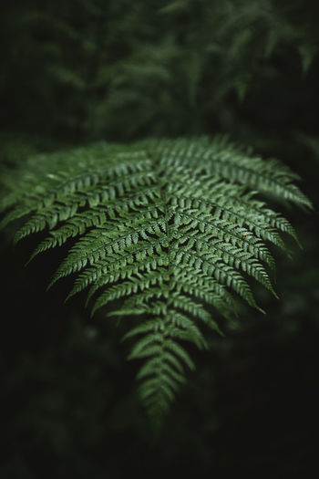 Close-up of green fern leaves in the forest.