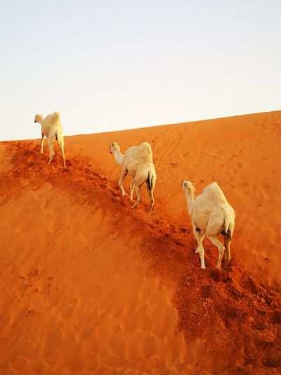 Camels in desert against sky