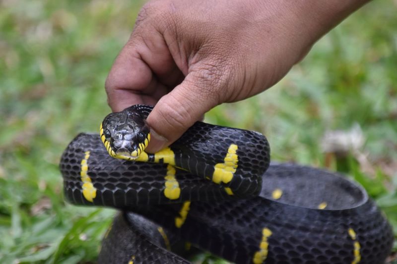 Cropped hand of man holding snake on grassy field
