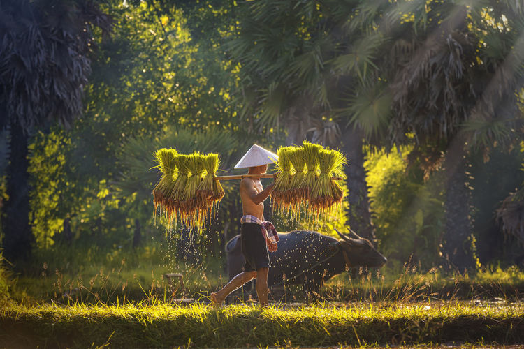 Farmers are carrying seedlings. people in the community are working together to bring rice together.