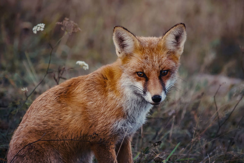 Portrait of a fox standing on field