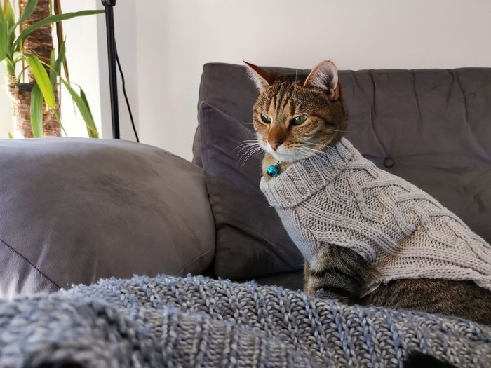 Kitten cosy jumper 