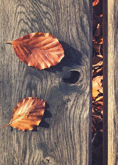 High angle view of dry leaf on wooden table