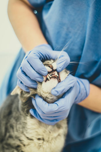 Veterinarian doctor is examining the teeth of a cat