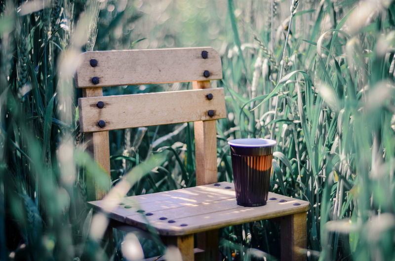 Disposable cup on wooden chair amidst plant
