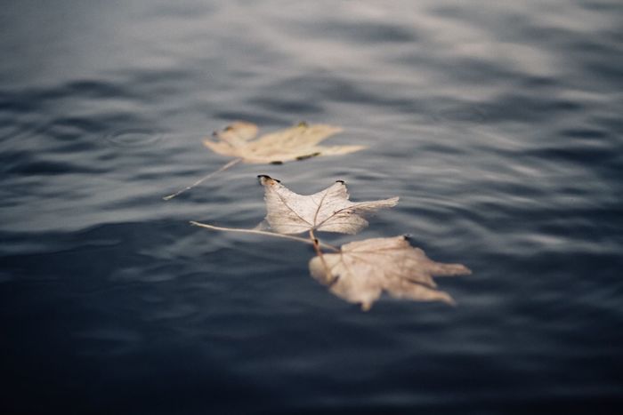 High angle view of maple leaves floating on water