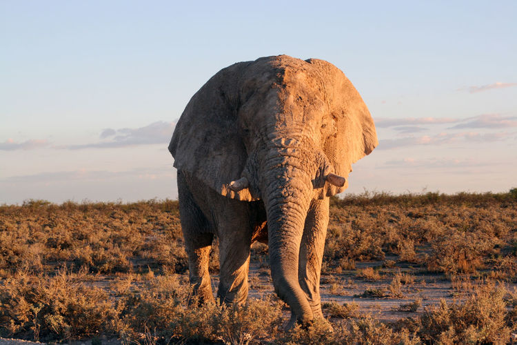 Elephant standing on field against sky