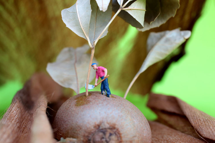Close-up of fruits on plant