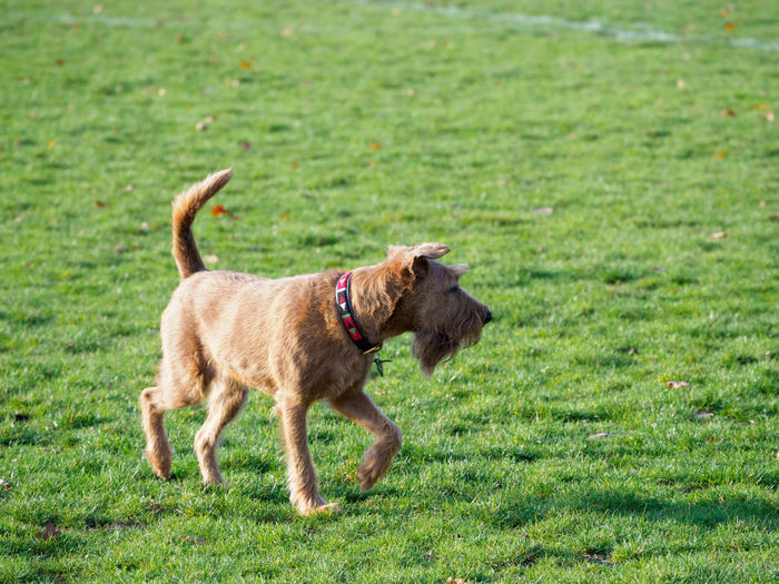 Portrait of a dog running on grassy field