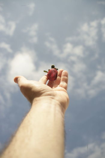 Close-up of hand holding fruit against sky