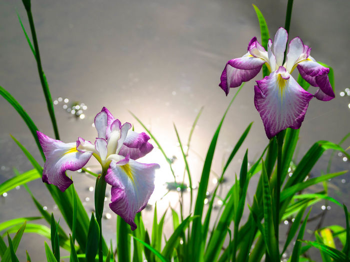 Close-up of flowers against water