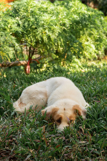 View of a dog sleeping on field