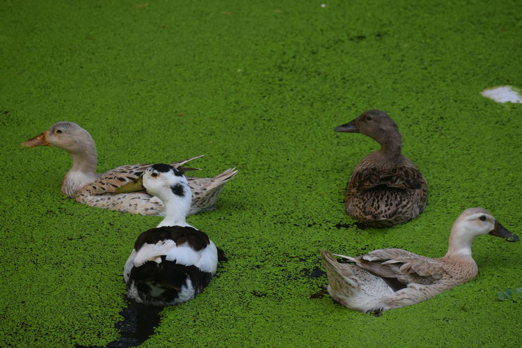 Ducks on a field
