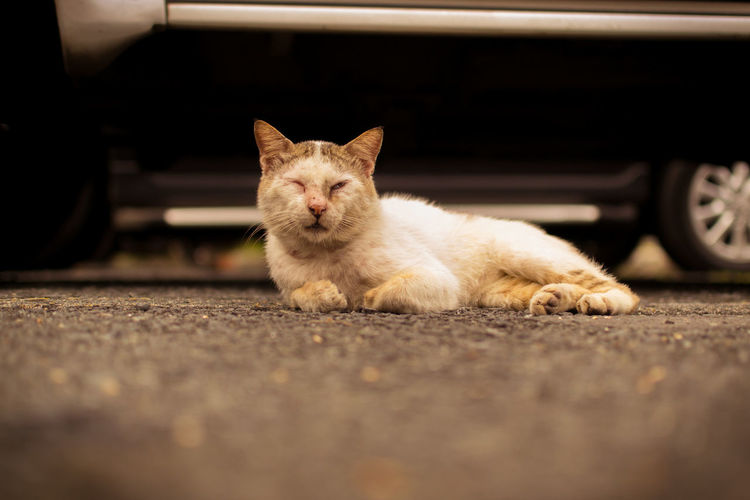 Close-up of cat on street
