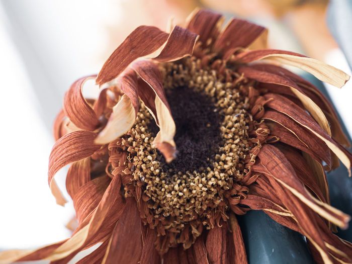 Close-up of wilted flower