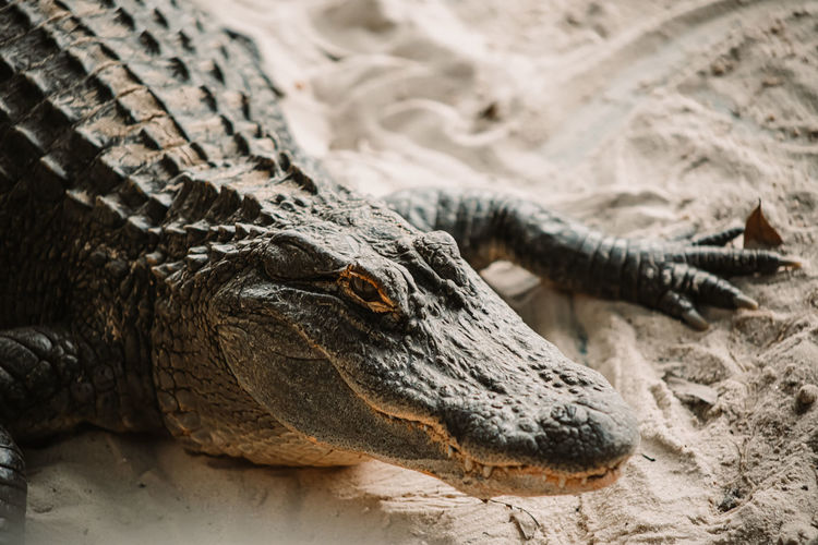 Alligator on sand.