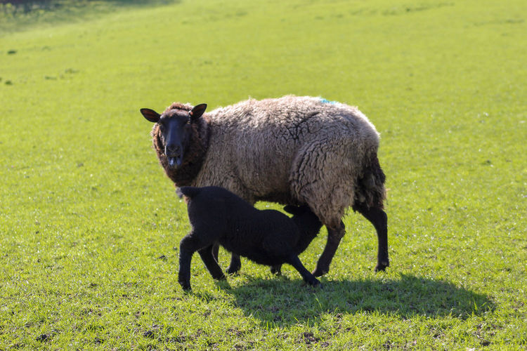 Lamb and mother standing in a field