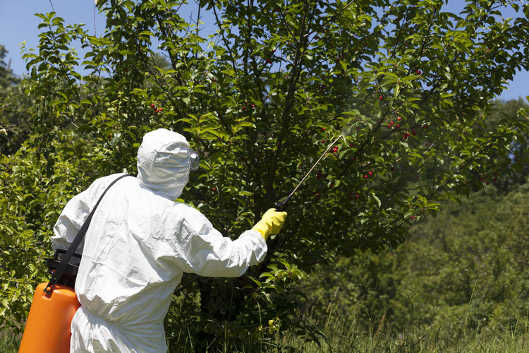 Rear view of worker spraying pesticide on plants