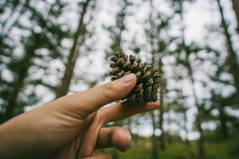 Cropped hand holding pine cone